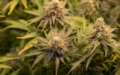 Tennessee Lawmakers Want To Put Marijuana On The Ballot